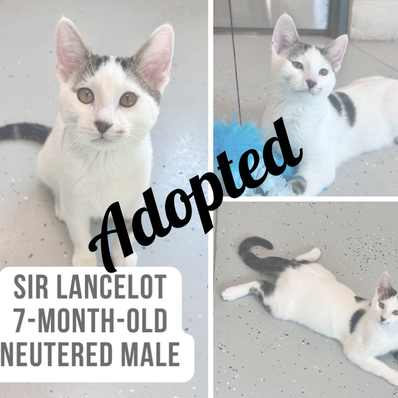 Sir Lancelot - Adopted